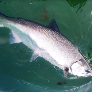 Media 'Coho_fly.png' in category 'Example category'