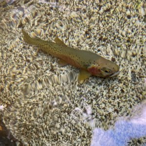 IMG_7170.jpeg
