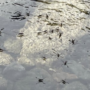 IMG_7345.jpeg