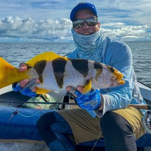 Black Saddled Coral Grouper