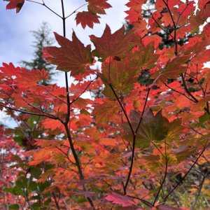 IMG_7825.jpeg