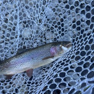 Media 'IMG_0853.jpeg' in category 'Trip Reports & Fish Pics'