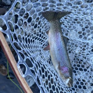 Media 'IMG_0854.jpeg' in category 'Trip Reports & Fish Pics'
