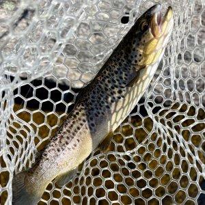 IMG_3154.jpeg