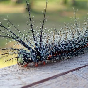 Pluma12.jpg
