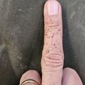 Pluma50.jpg
