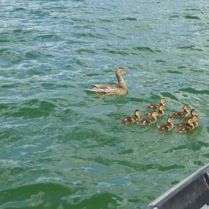 Duck + 9 Ducklings @ Diamond Lake 6-25-19 #1.JPG
