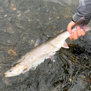 IMG_9111.jpeg