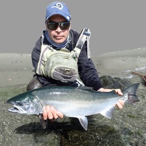 Big Migratory Beach Coho Salmon Release