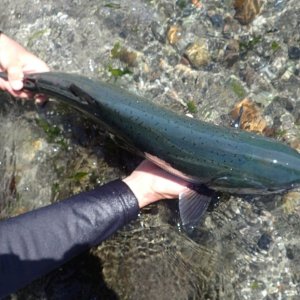 Big Migratory Beach Coho Salmon Release 2