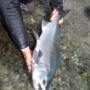 Media 'Big Migratory Beach Coho Salmon Release 3' in category 'Saltwater - Puget Sound'
