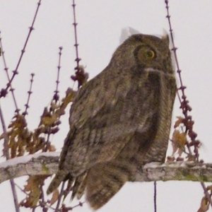 015-Great-Horned-Owl-121622-crop.jpg