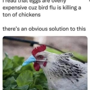 bird flu.jpg
