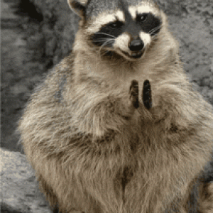 pike-raccoon.gif