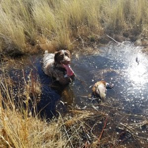 Roadie after long retrieve, with pheasant in water at Sage Canyon.jpg