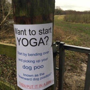 Yoga and dogs.jpg