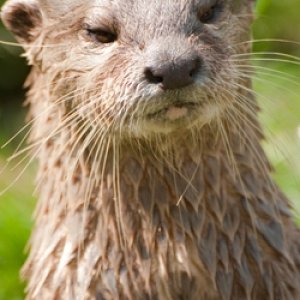 angry otter.jpg