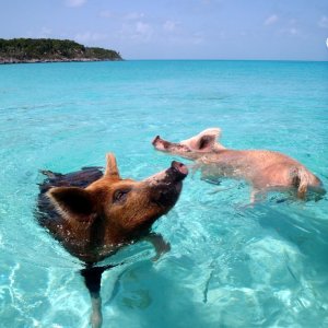 Vorobek_Bahamas_-_swimming_pigs.jpg
