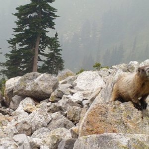 Marmot-Gazing-Cascades-Carnivore-Project-500-.jpg