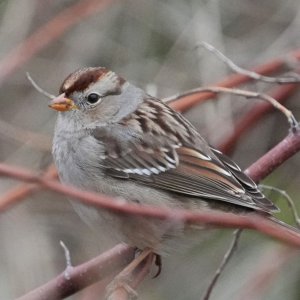 Sparrow.JPG