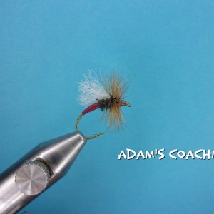 Adam's Coachman.jpg