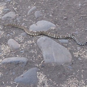 Rattlesnake.JPG