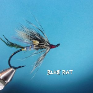 Blue Rat.jpg