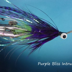 Purple Bliss Intruder.jpg
