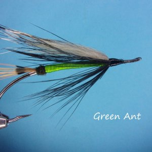 Green Ant.JPG
