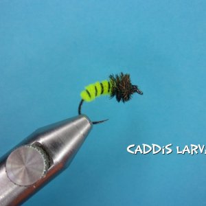 Caddis Larva.jpg