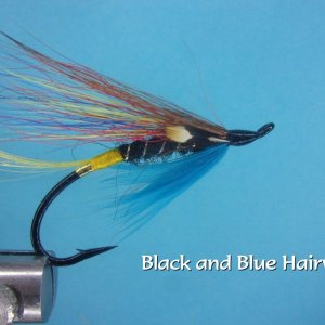 Black and Blue Hairwing.jpg