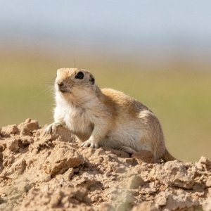 A07RoundTailedGroundSquirrel2988.jpg