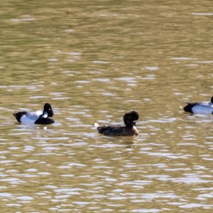 A09ScaupGroup.jpg