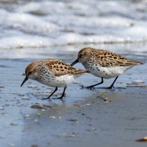 A10aWesternSandpipers5652.jpg