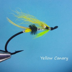 Yellow Canary.jpg