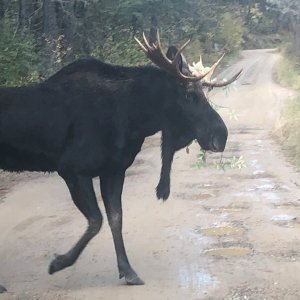 Moose Pic1.jpg