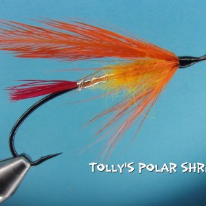 Tolly's Polar Shrimp.jpg