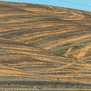 Wheat field strpes.jpg