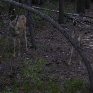 Crane Prairie Yearling Deer 5-30-2024.JPG