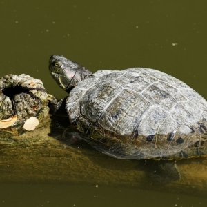Turtle 24.JPG