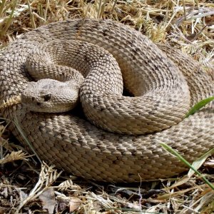 Rattlesnake 1.jpg