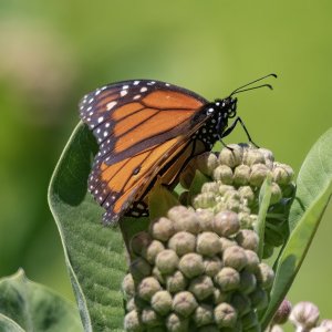 B08MonarchButterflyOnBroadleafMilkweed6815.jpg