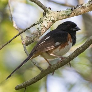 A02EasternTowhee7128.jpg