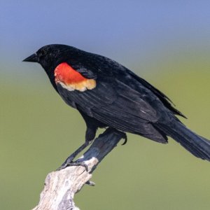 A08RedWingedBlackbirdMale7152.jpg