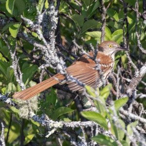 B02BrownThrasher7115.jpg