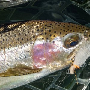 A08Trout3cP7030044.jpg