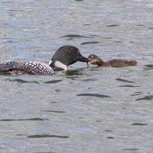 Loon mother and chick.JPG