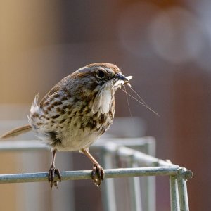 044-Backyard-Birds-063024.jpg