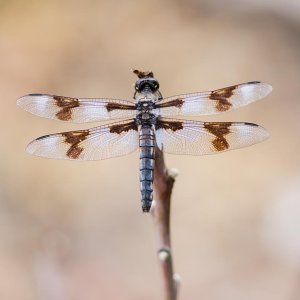 018-Dragonfly-071724.jpg