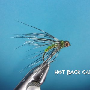 Hot Back Caddis.jpg